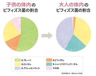 ビフィズス菌の割合