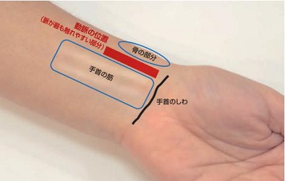 脈拍の測り方：押える場所