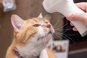 非接触型体温計